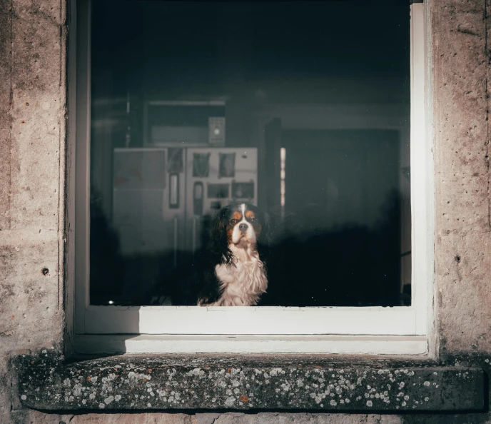 a dog looks out of a window at soing outside