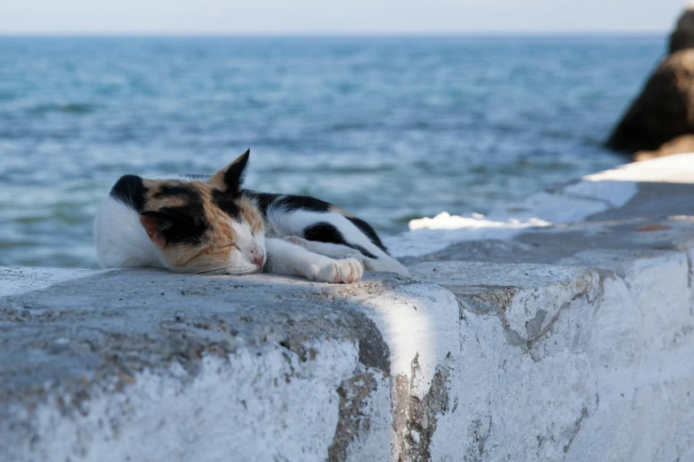 a cat laying on the ledge of a wall next to water