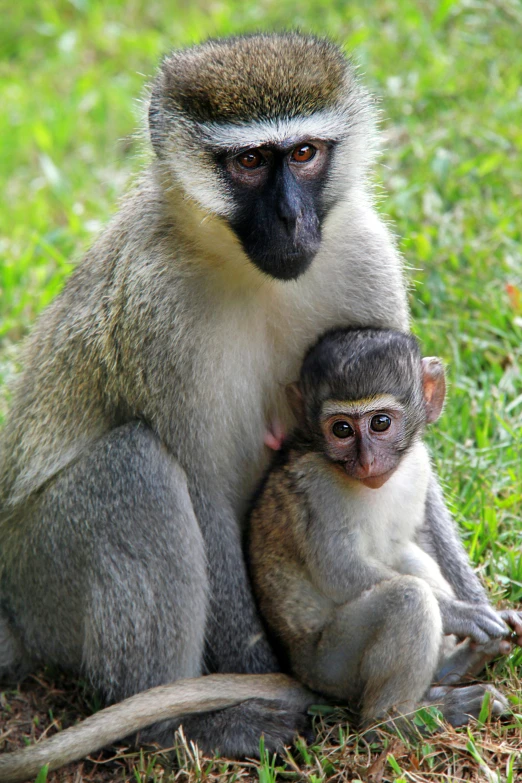 a monkey sitting in the grass with its baby