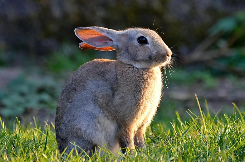 a brown rabbit sitting on top of green grass