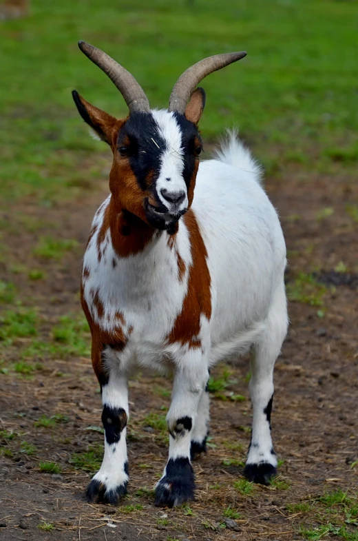 a small goat with big long horns stands in the dirt