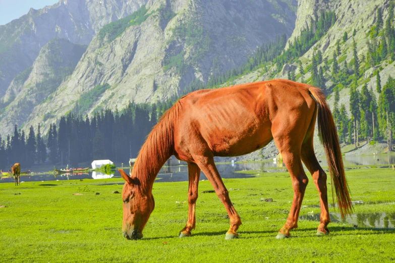 the large horse is eating green grass in the pasture