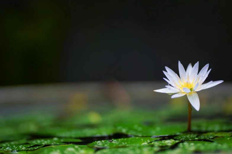 there is a white and yellow flower on the water