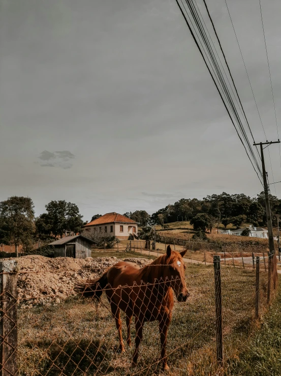 a horse is standing in a field near a fence