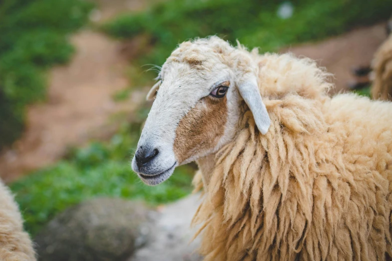 some sheep are standing on a dirt ground