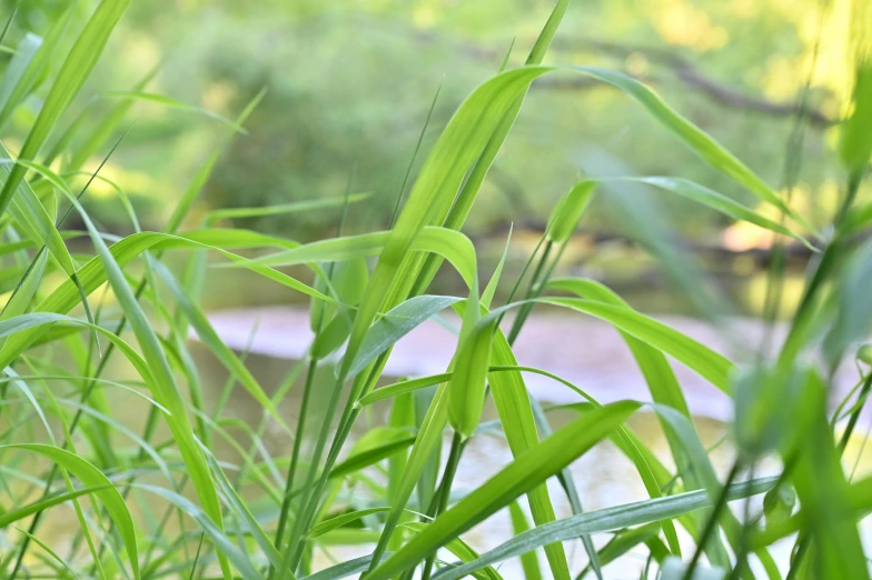 the grass is growing outside in a field