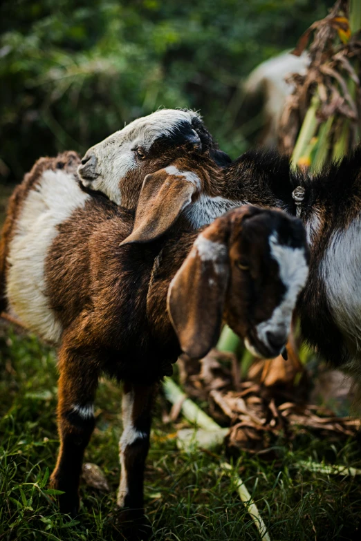 two goats with very long horns are close together