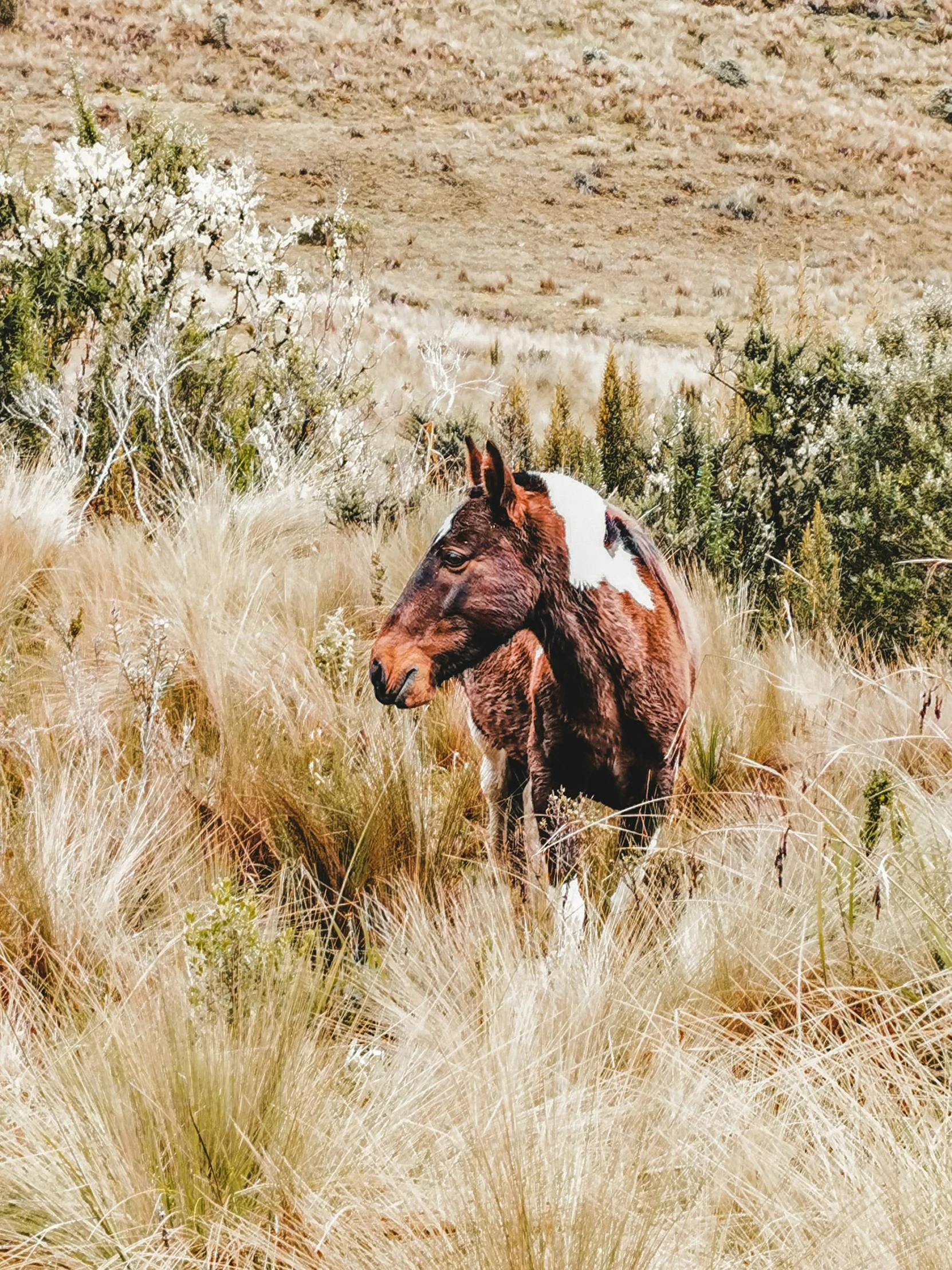 a horse is walking in the grass near a hill