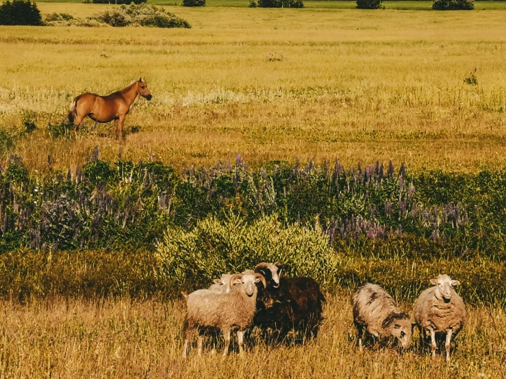 some animals grazing in the grass together