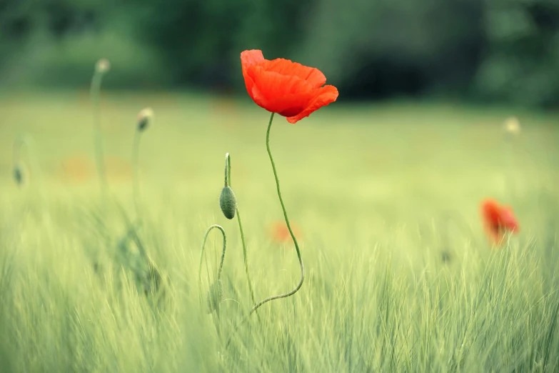 a large red poppy flower standing in a green field