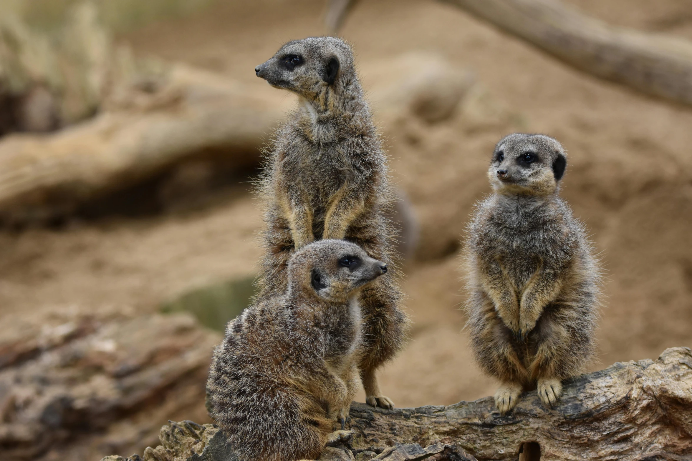 three meerkats sit on a nch in the desert