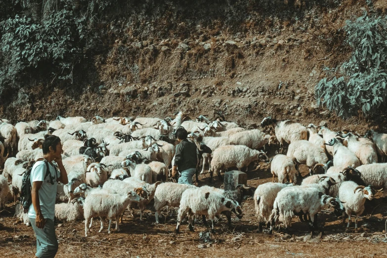 a person is standing in the middle of a herd of sheep