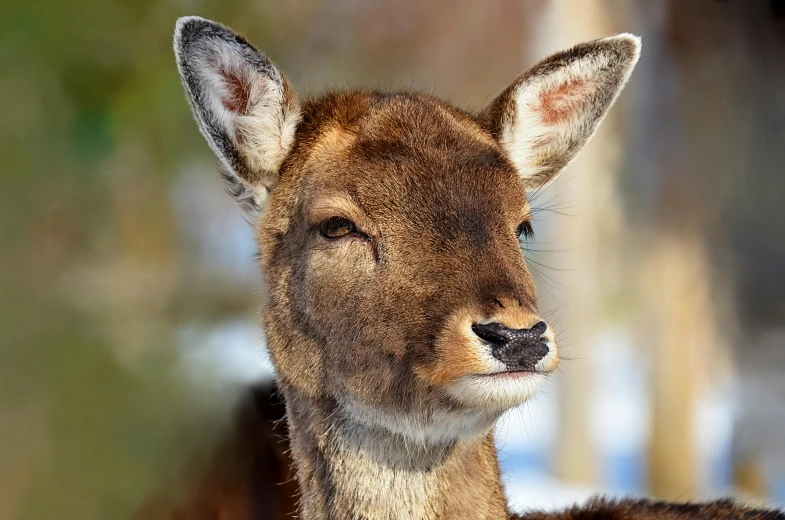 the small deer is standing on some snow