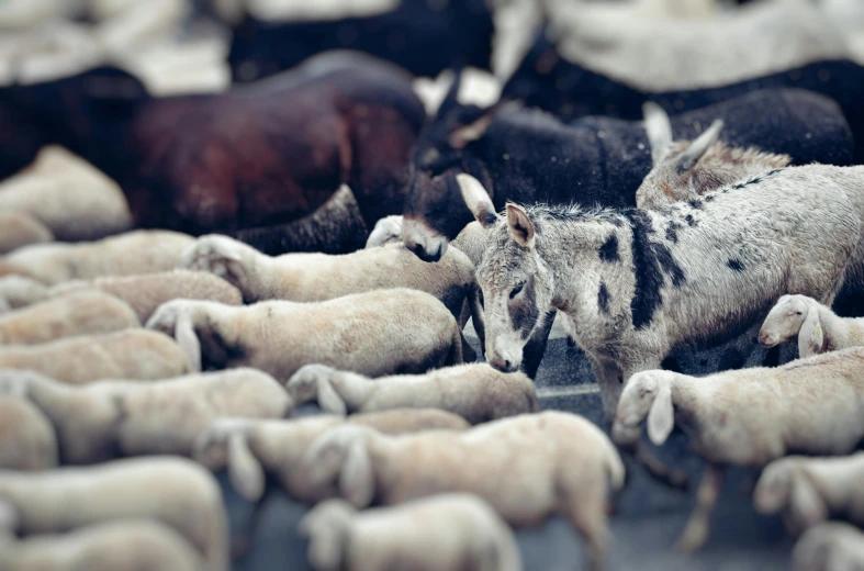 a small herd of goats on asphalt next to brown cows