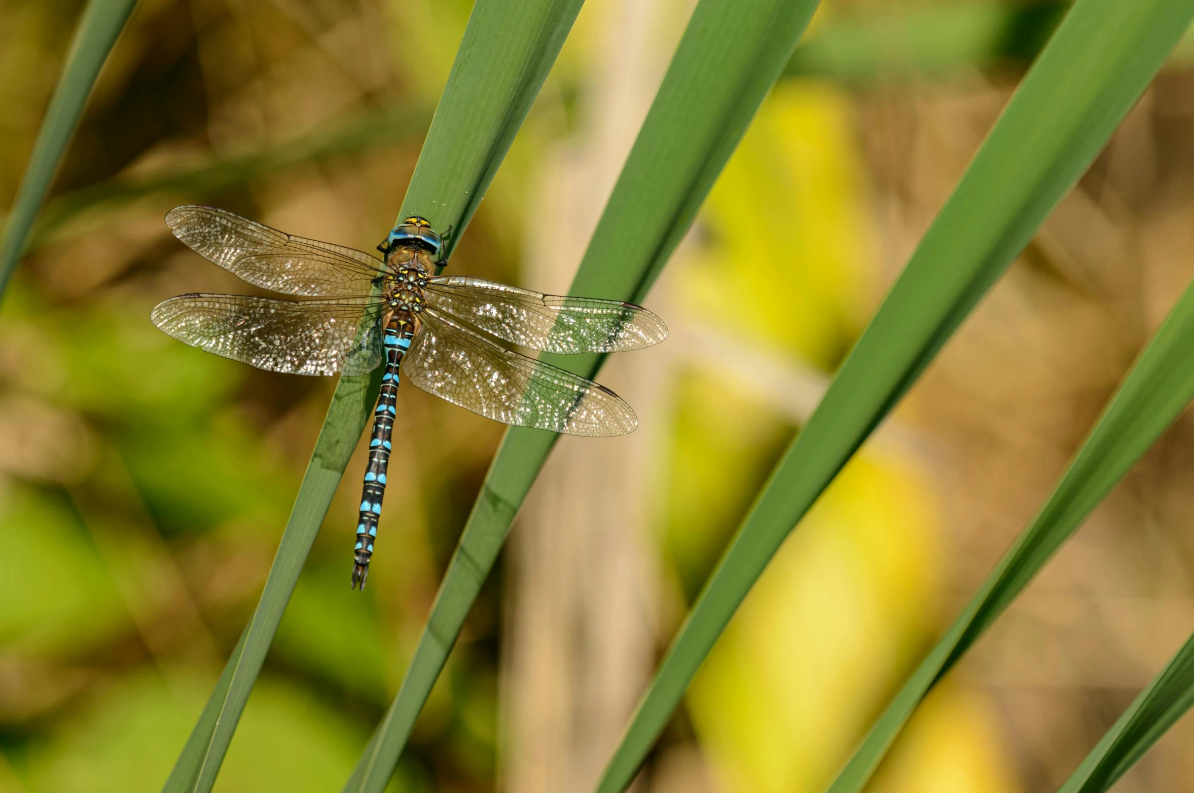 the dragonfly is sitting on the large grass blades