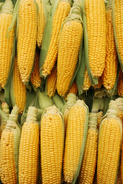 fresh ear of corn displayed in large display for sale