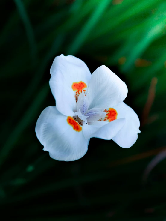 a closeup s of white flower with bright orange centers