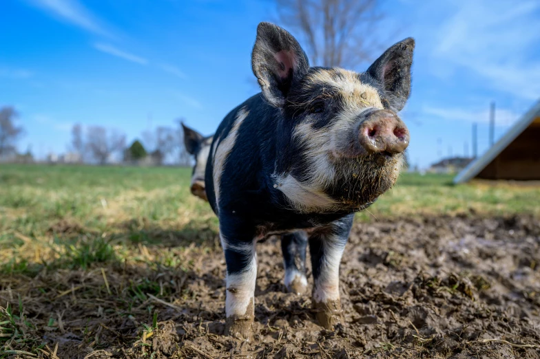 a small pig standing on top of a dirt field