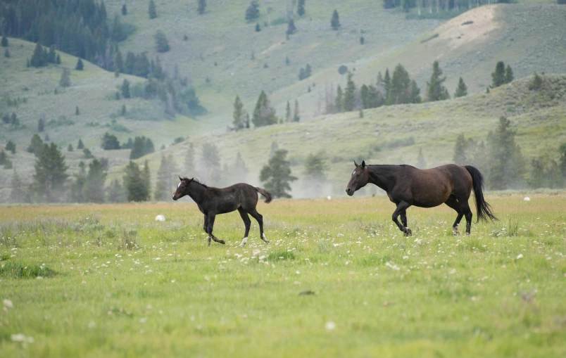 the horses run in a meadow on a hill