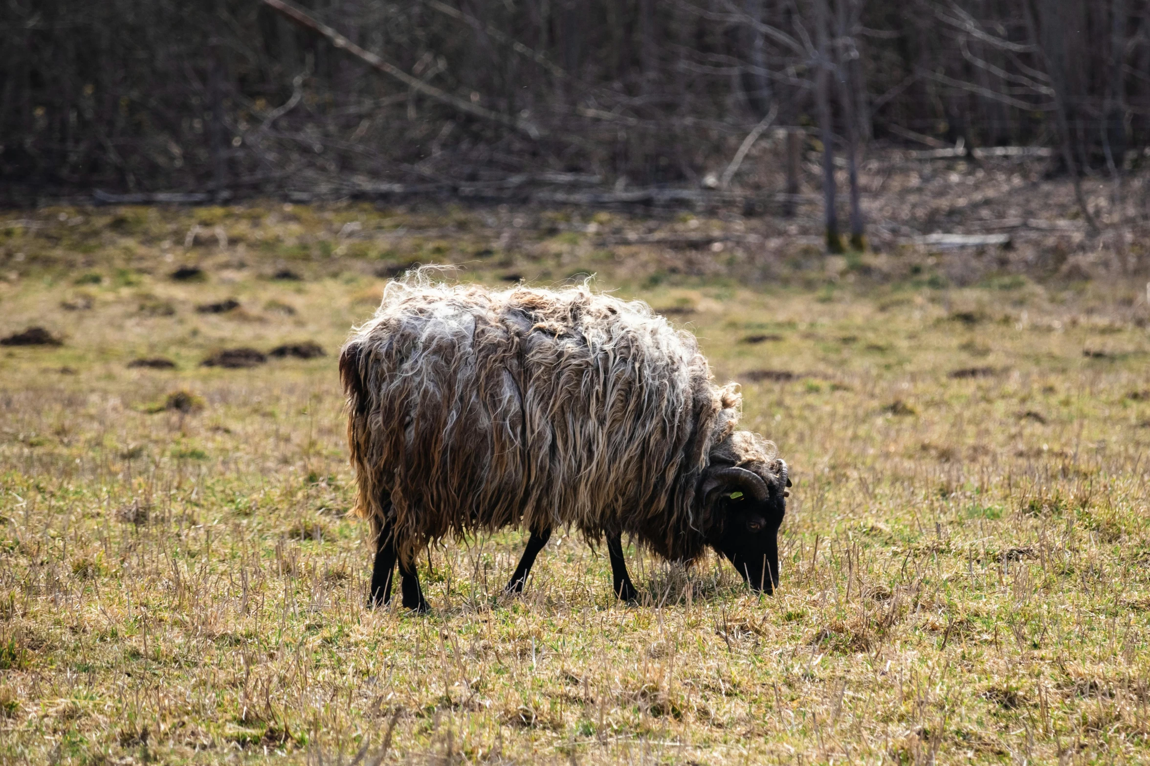 an animal grazing in the grass with trees in the background