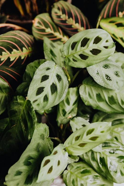 a green plant with white and red designs on it