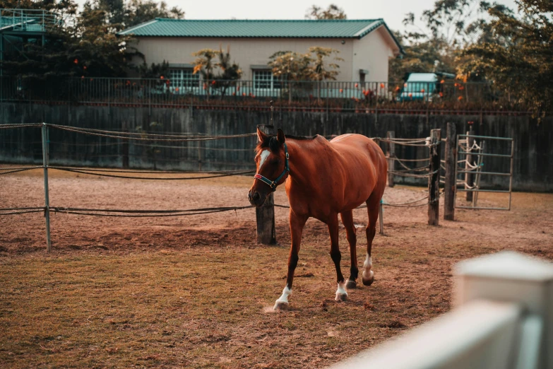 the horse is standing alone in its fenced in paddock