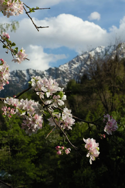 a blooming tree next to the mountains is in full bloom