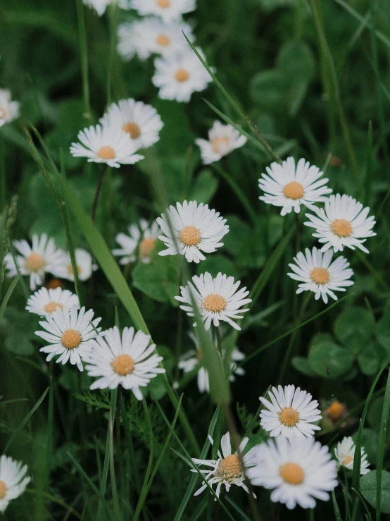 white and orange daisies in a grass field