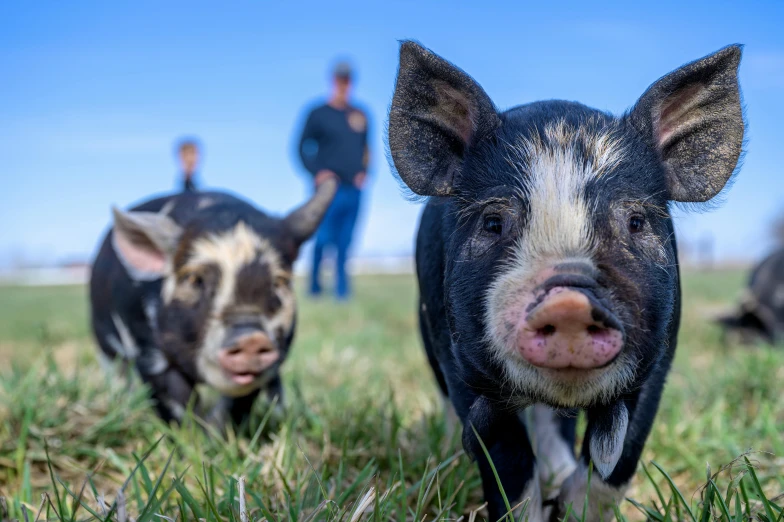 people walking in the background behind three piglets
