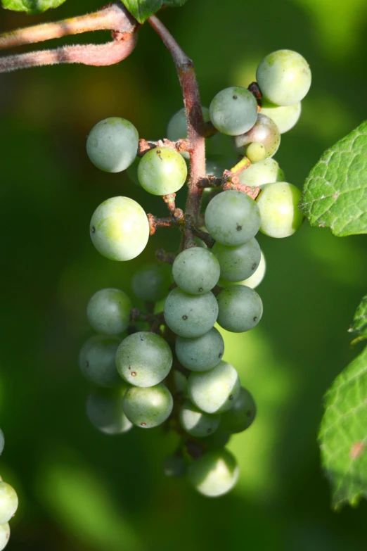 a bunch of gs growing on a bush