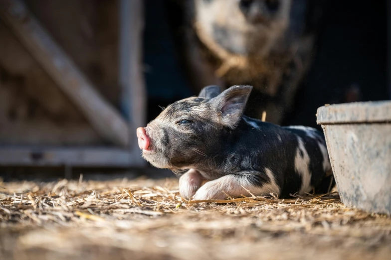 a small pig lying in front of a building