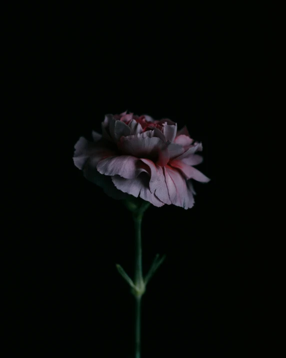 a close up of a pink flower on a stem