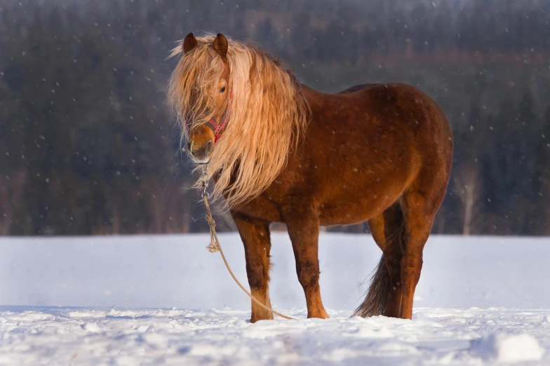 the large brown horse is standing in the snow