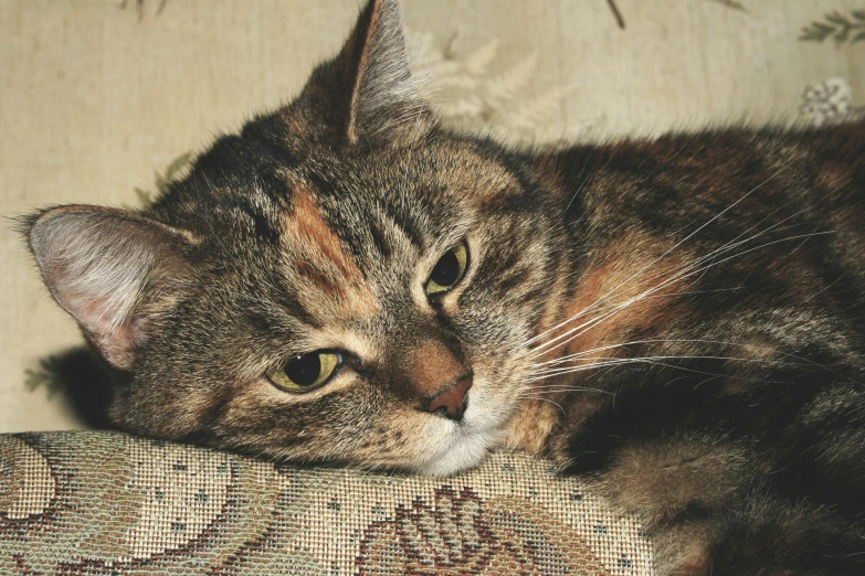 a cat is sitting on a cushion and a piece of furniture