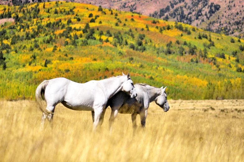 two horses standing together in a field with mountains in the background