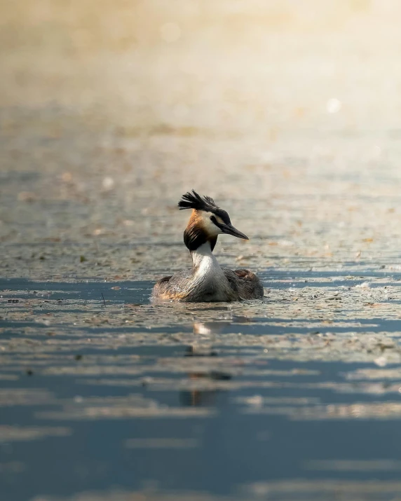 a bird on top of a duck in the water