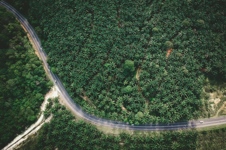 an aerial s of a curved dirt road through trees