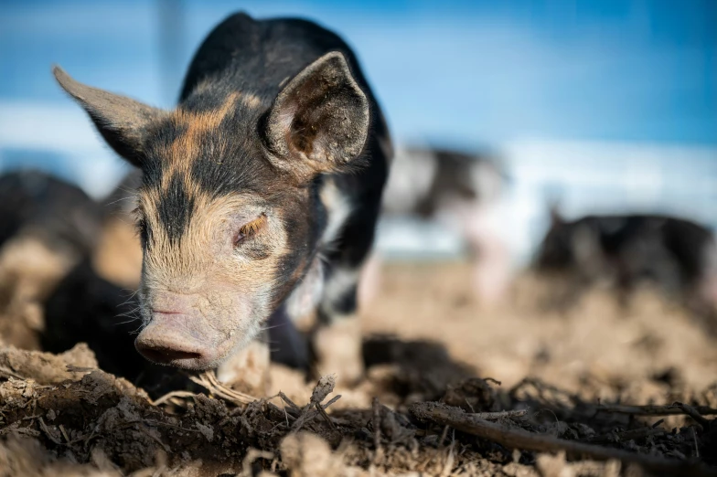 a pig is standing on the dried grass