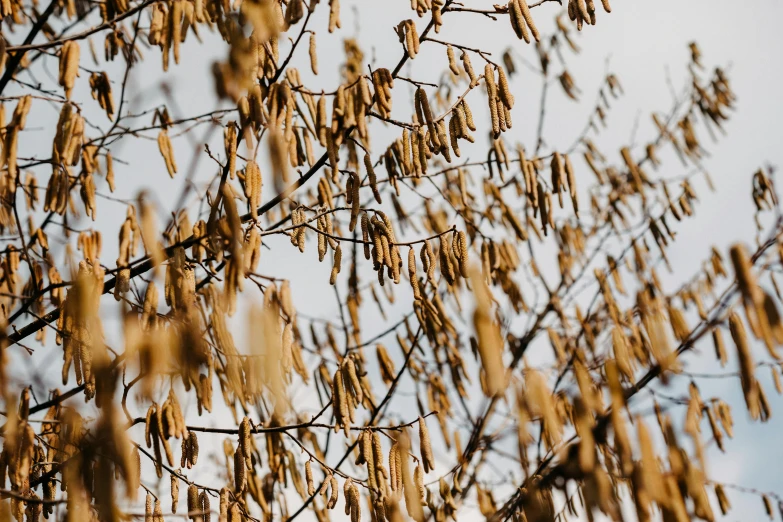 leaves and nches of a tree without leaves