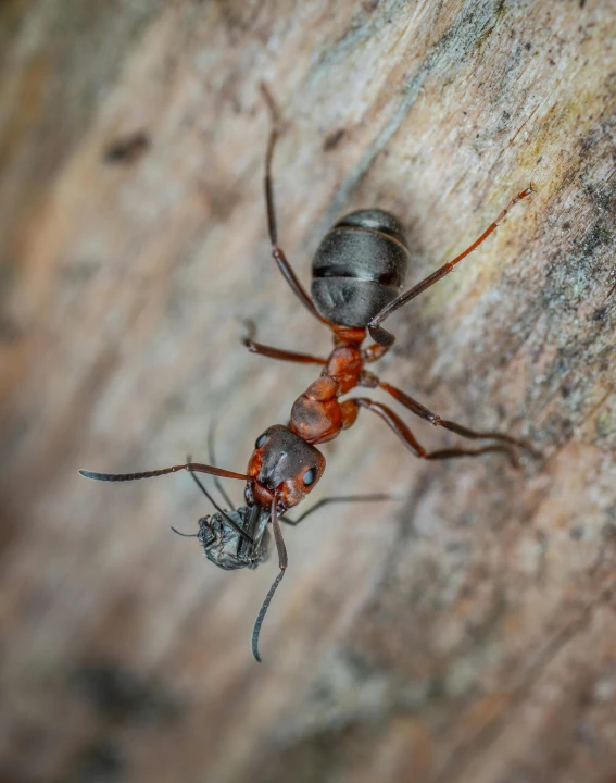 a close up of an antebil on a wood background