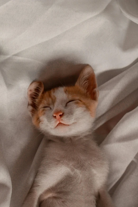 a sleepy cat laying on top of a bed