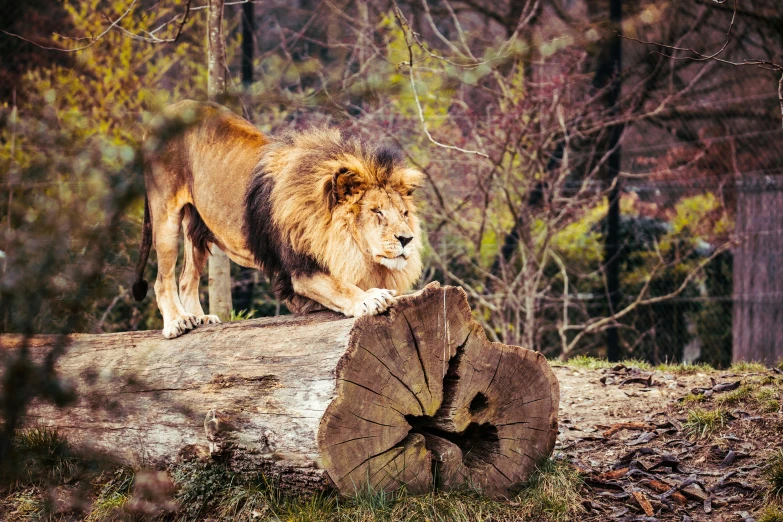 lion in a wooded setting with logs