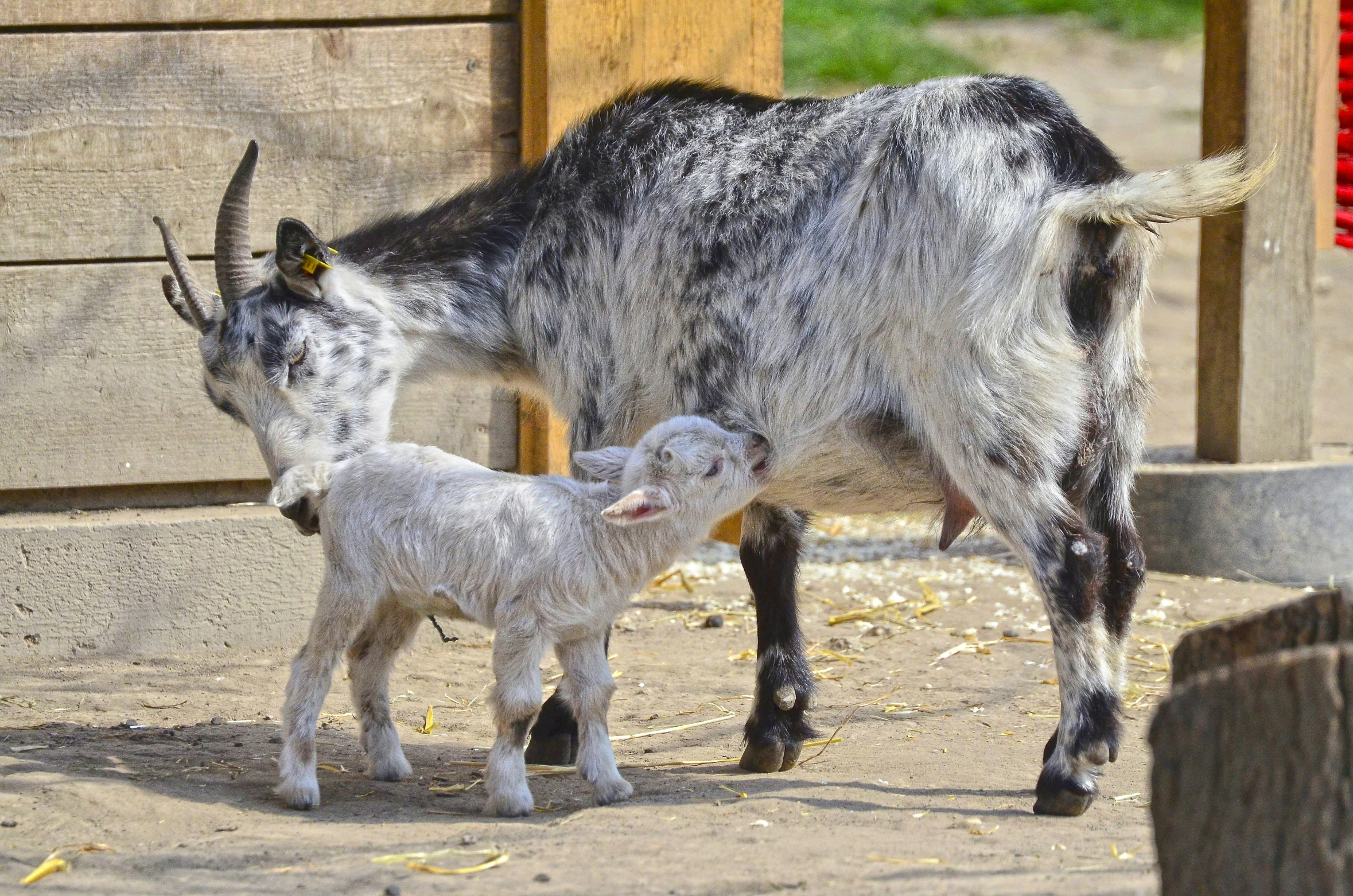 a baby cow standing next to an adult goat