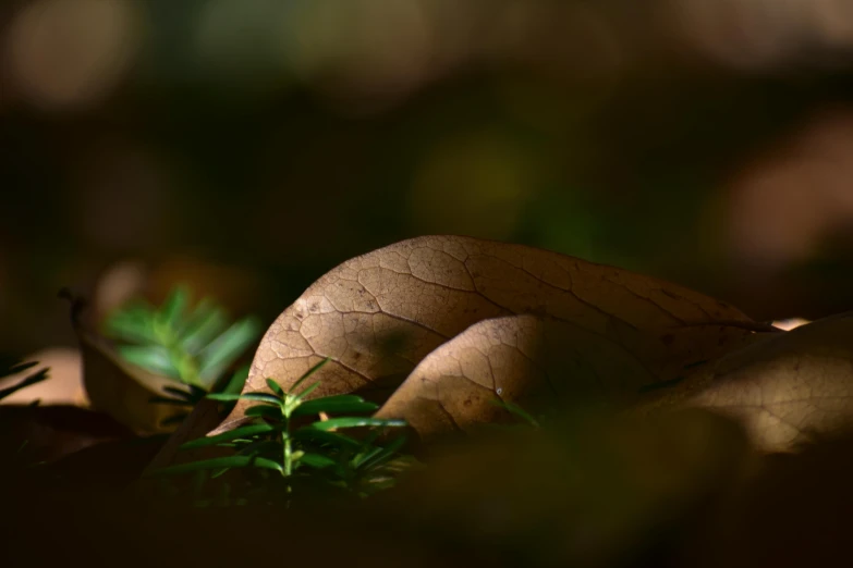 a picture of a very close up view of soing