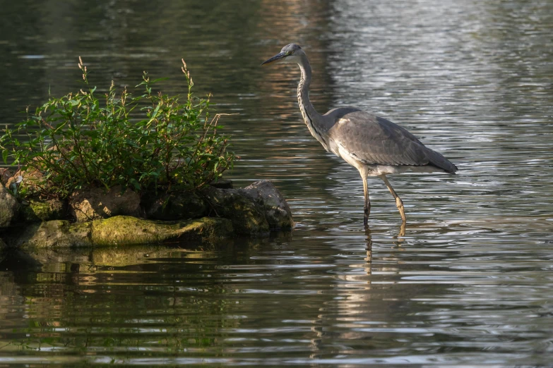 a long legged bird standing next to a river bank