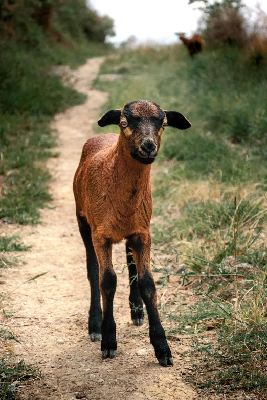 a goat walks on a trail in the grass