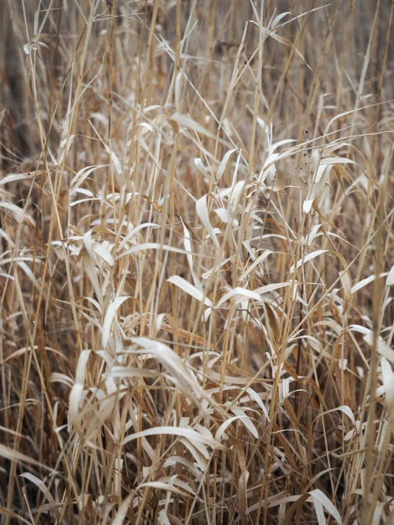 grass in the winter with snow covering it