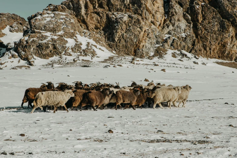 a group of goats in the snow and rocks