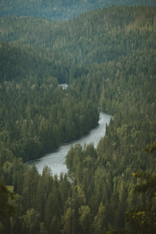 a river flows through a forested area of green