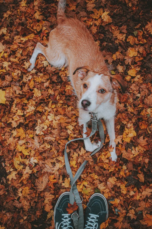 a dog is standing next to a pair of shoes